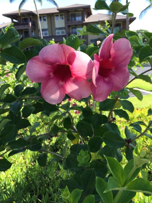 Alamanda Vinho: Nome Cientifico, Cuidados Com a Flor e Fotos | Mundo  Ecologia