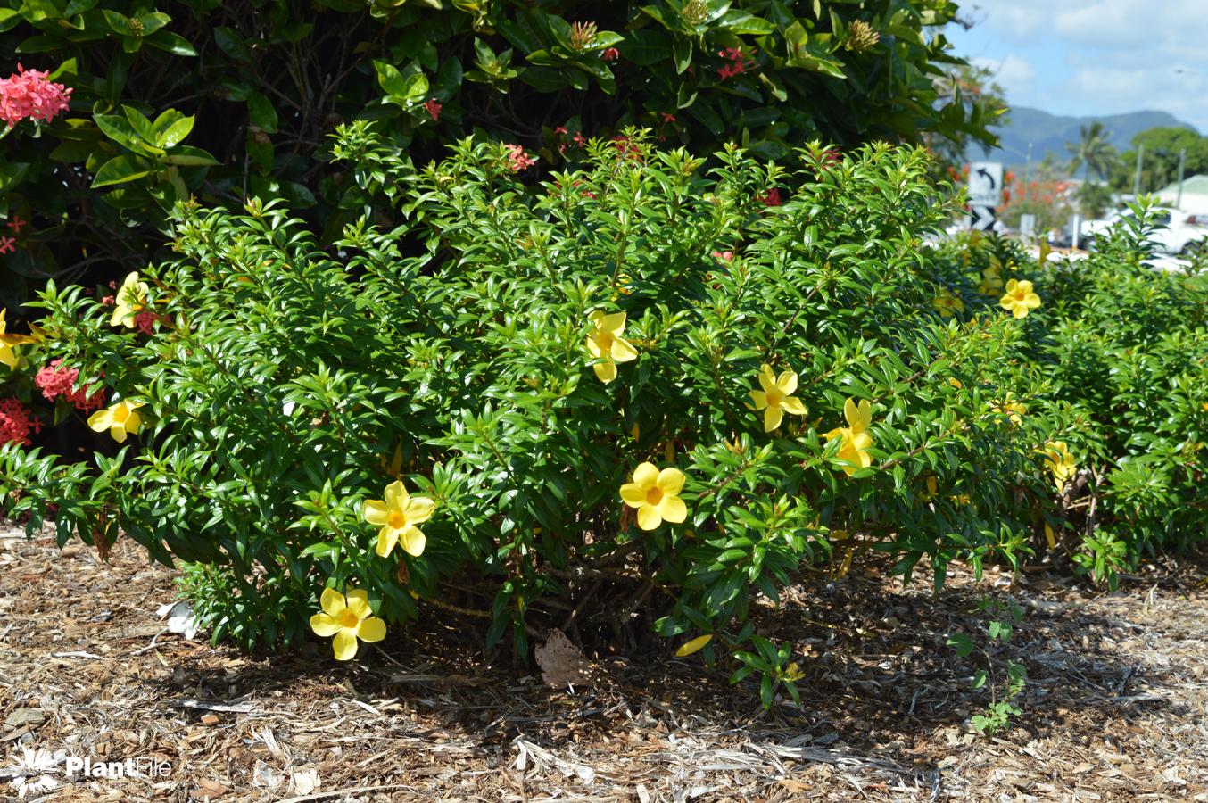 Alamanda Branca ou Amarela: Nome Cientifico, Cuidados e Fotos | Mundo  Ecologia