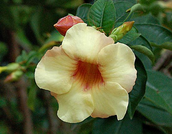 Alamanda Branca ou Amarela: Nome Cientifico, Cuidados e Fotos | Mundo  Ecologia