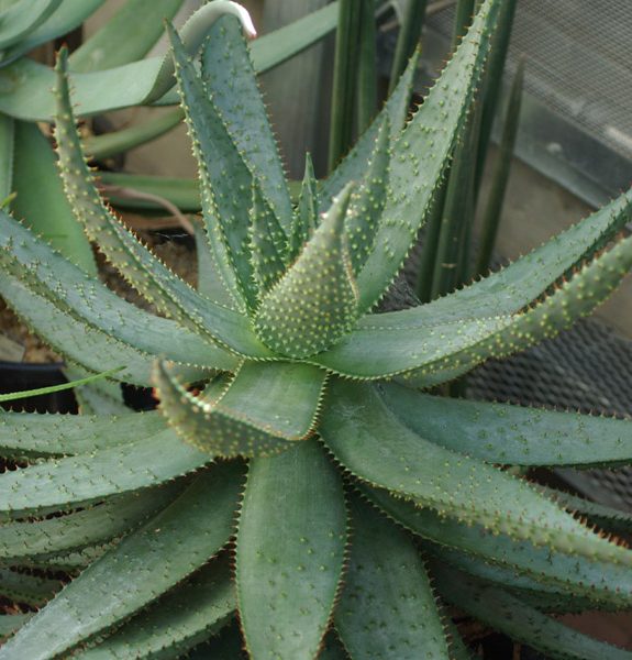 Aloe Aculeata