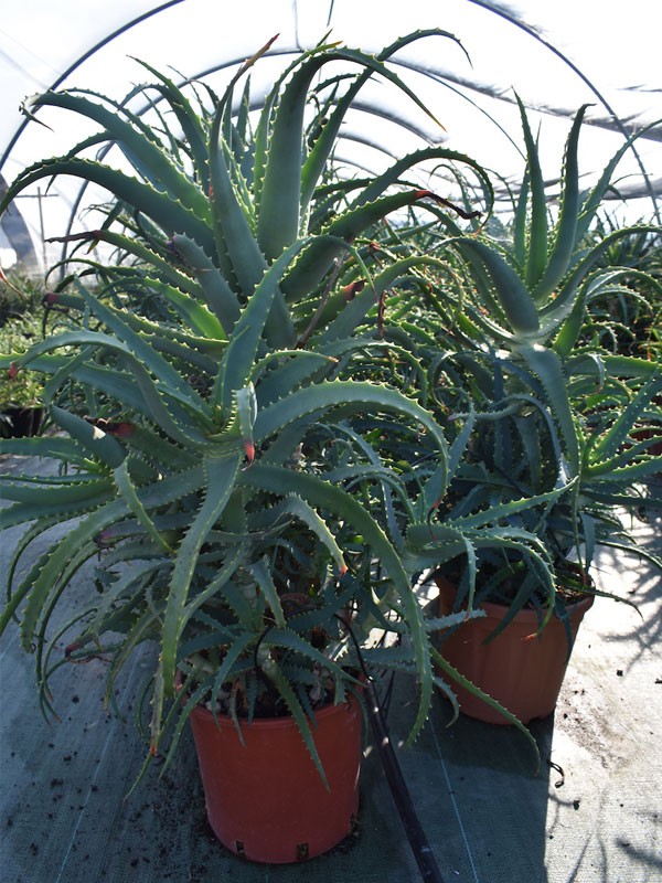 Aloe Arborescens