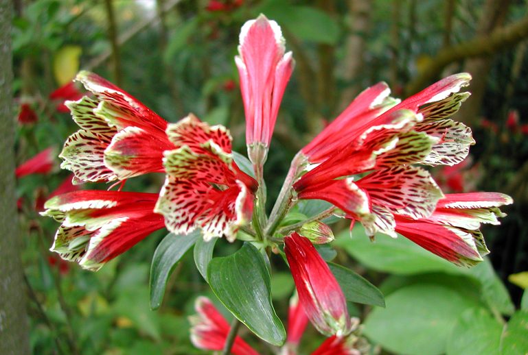 Alostroemeria Psittacina