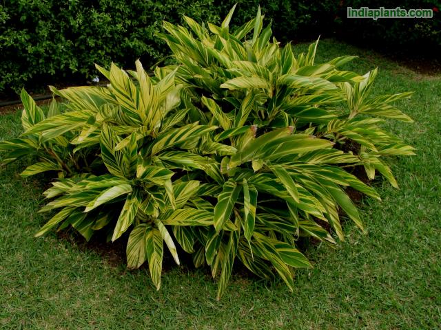 Alpinia Variegata no Jardim 