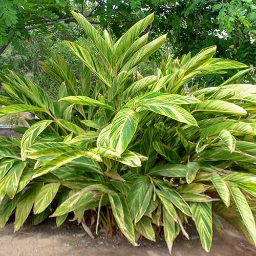 Alpinia Zerumbet