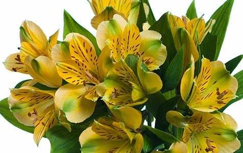 Alstroemeria Amarela