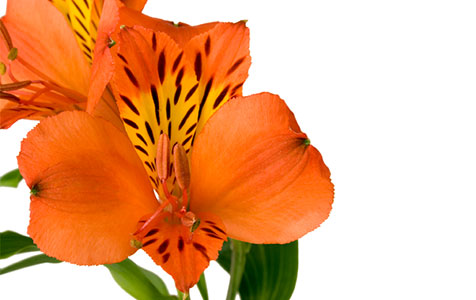 Alstroemeria Laranja