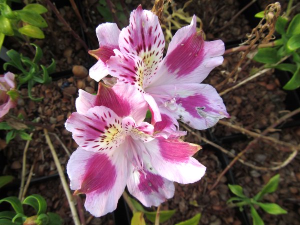 Alstroemeria Pelegrina