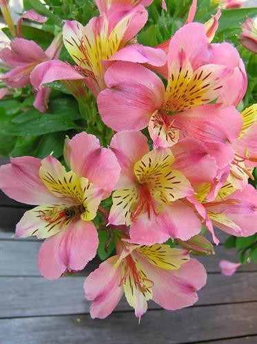 Alstroemeria Rosa