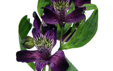 Alstroemeria Roxa