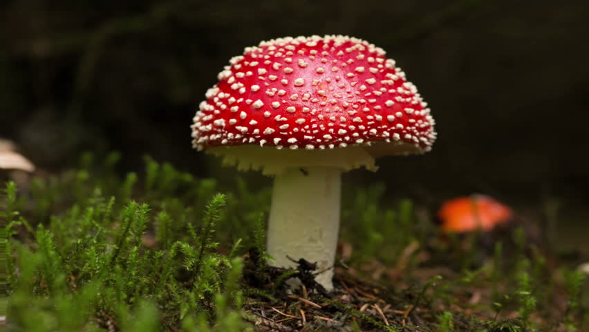 Amanita Muscaria