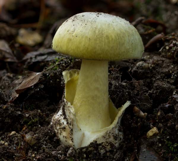 Amanita Phalloides