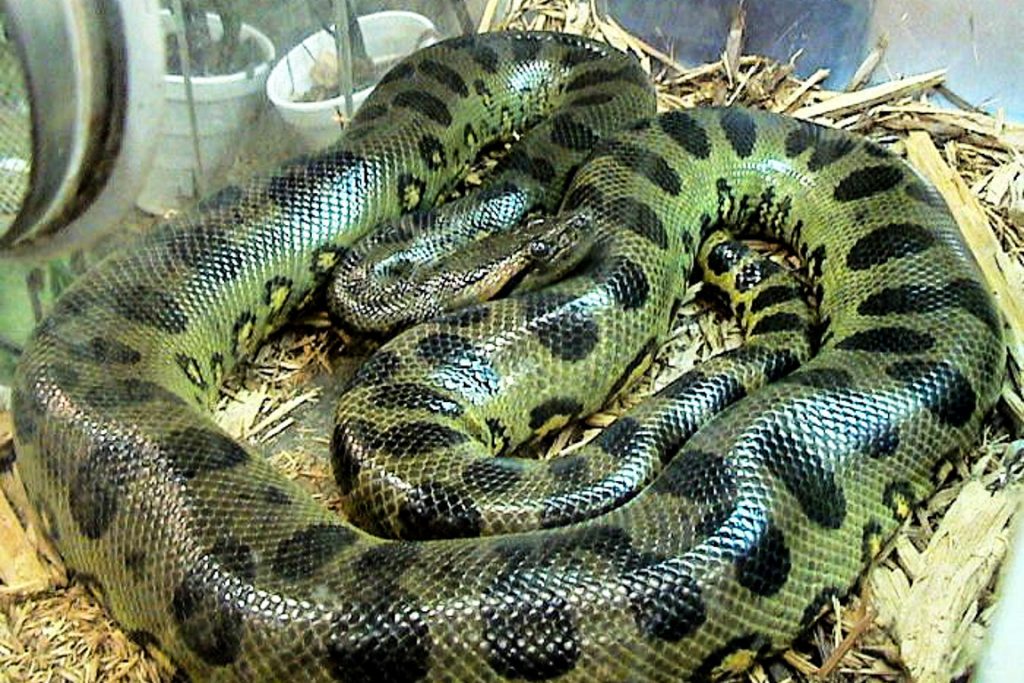 Anaconda Verde