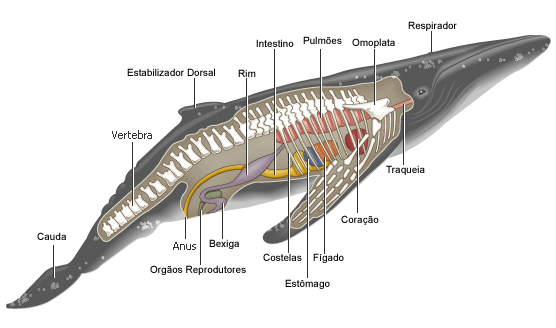 Anatomia da Baleia 