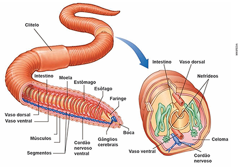 Anatomia da Minhoca 