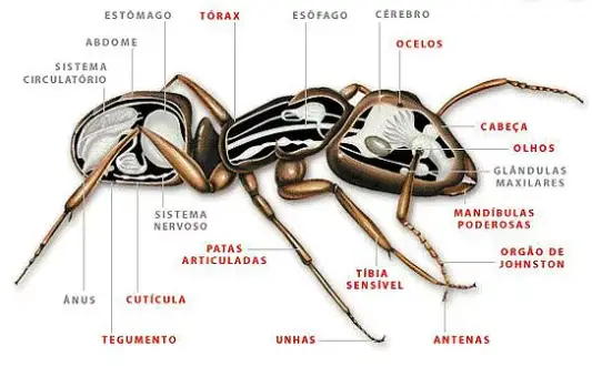 Anatomia das Formigas 