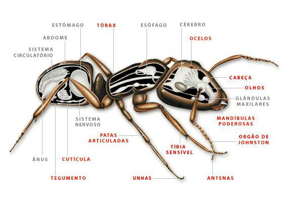 Anatomia do Corpo da Formiga