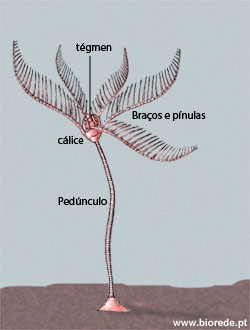 Anatomia do Lírio Do Mar