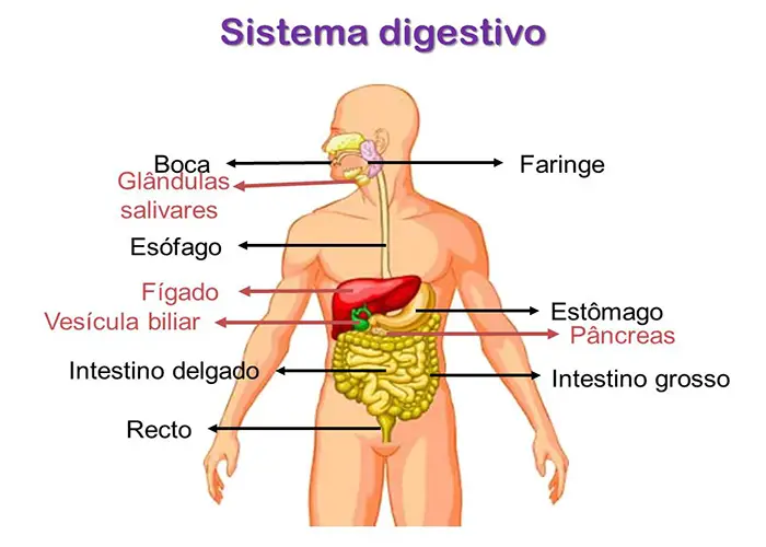 Aparelho Digestivo