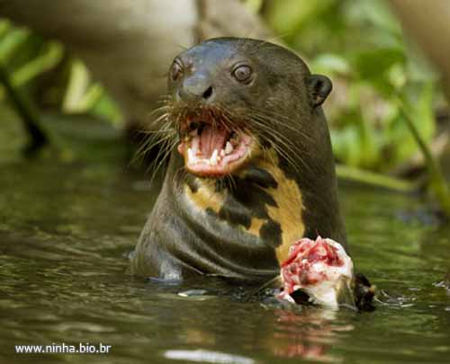 Ariranha Comendo um Peixe Dentro do Rio