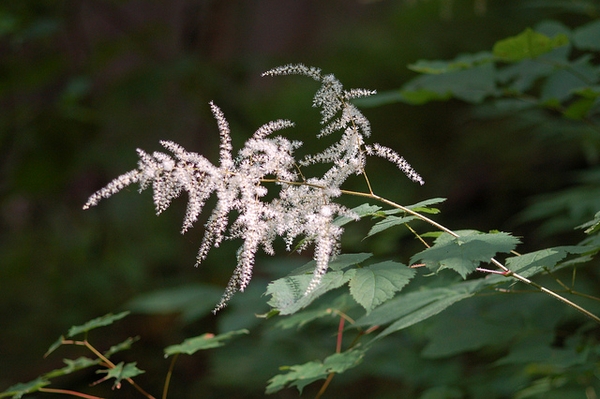 Astilbe Biternata