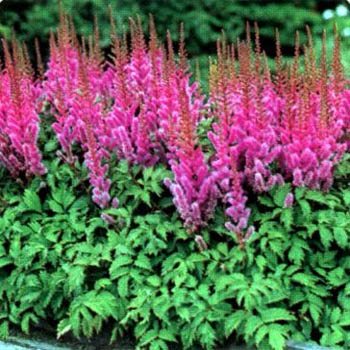 Astilbe Chinensis