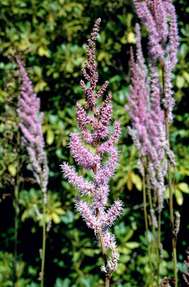 Astilbe Davidii