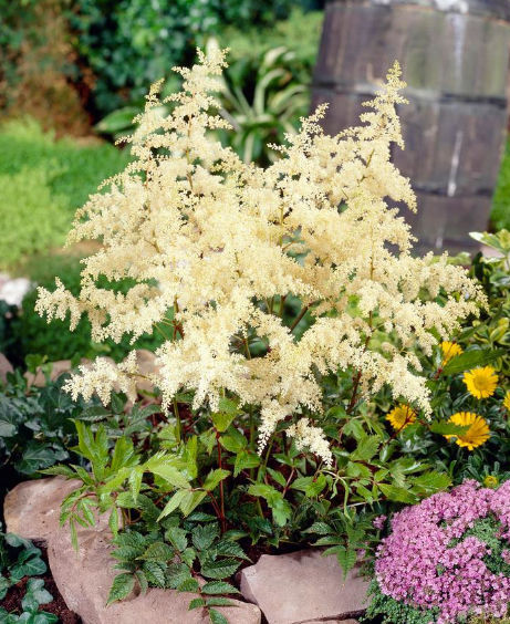 Astilbe Flor Branca no Canteiro