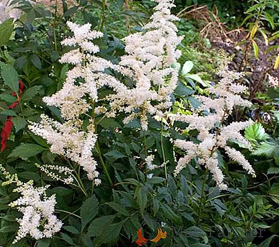 Astilbe Flor Branca no Jardim 