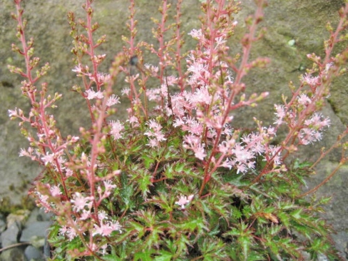 Astilbe Glaberrima