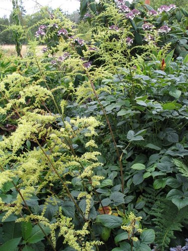 Astilbe Grandis