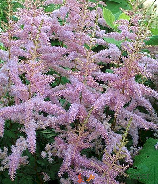 Astilbe Híbrido