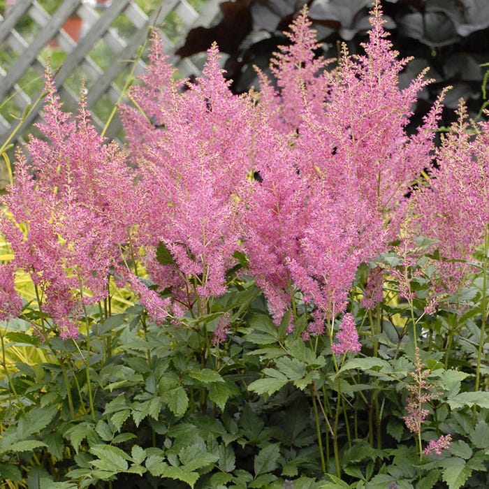 Astilbe Japonica