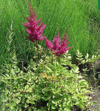 Astilbe Japonês