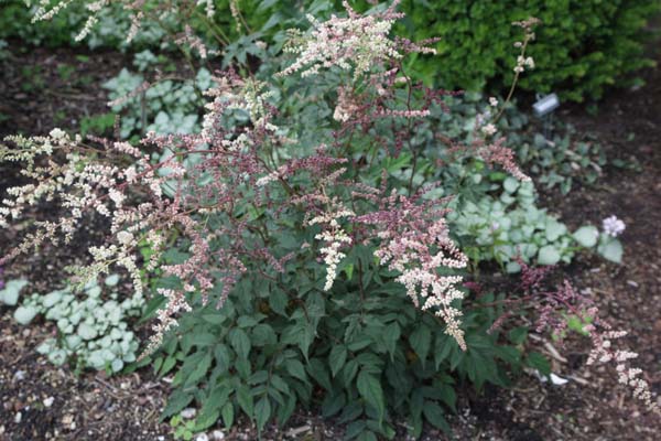 Astilbe Longicarpa