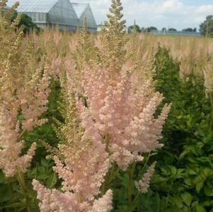 Astilbe Macrocarpa