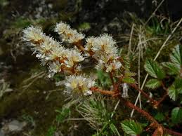 Astilbe Macroflora