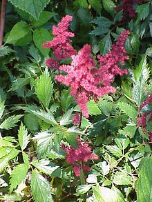 Astilbe Philippinensis