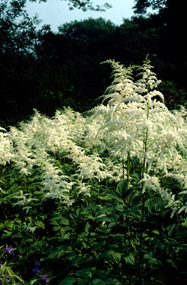 Astilbe Rivularis