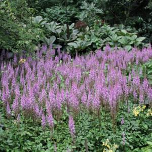 Astilbe Rubra