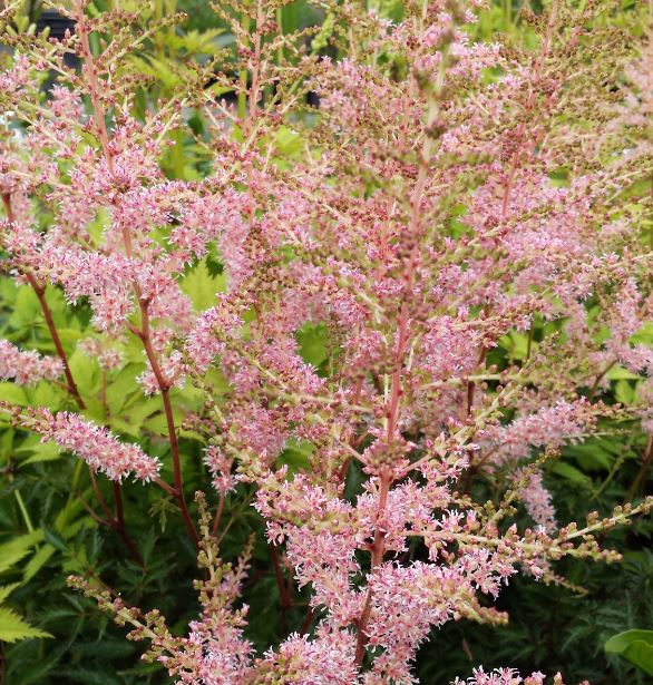 Astilbe Simplicifolia