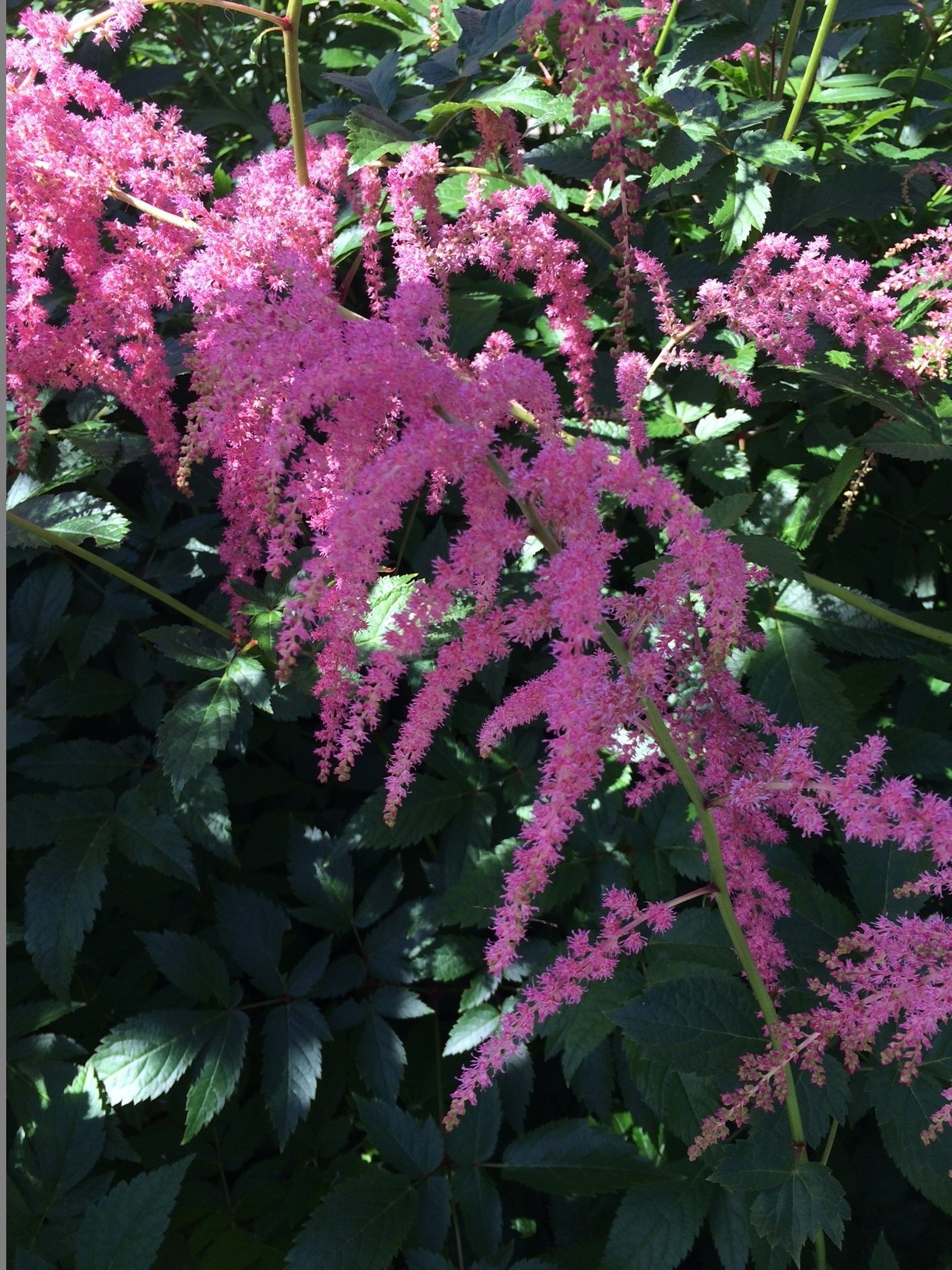 Astilbe Thunbergii