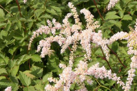 Astilbe Tunberg