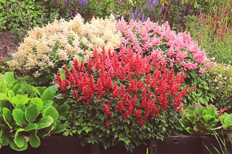 Astilbe de Folhas Simples 