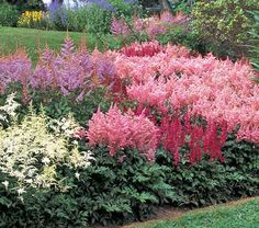 Astilbes no Jardim 