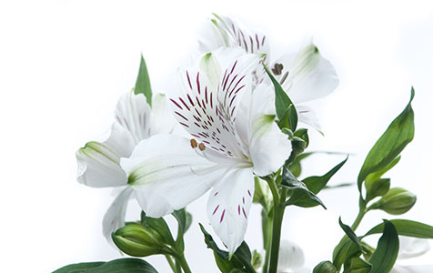 Alstroemeria Branca