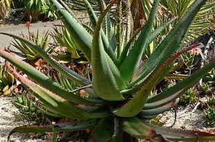 Babosa Aloe Africano