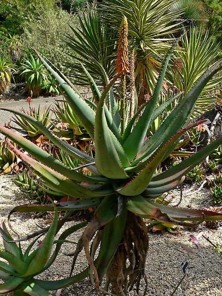 Babosa Aloe Africano