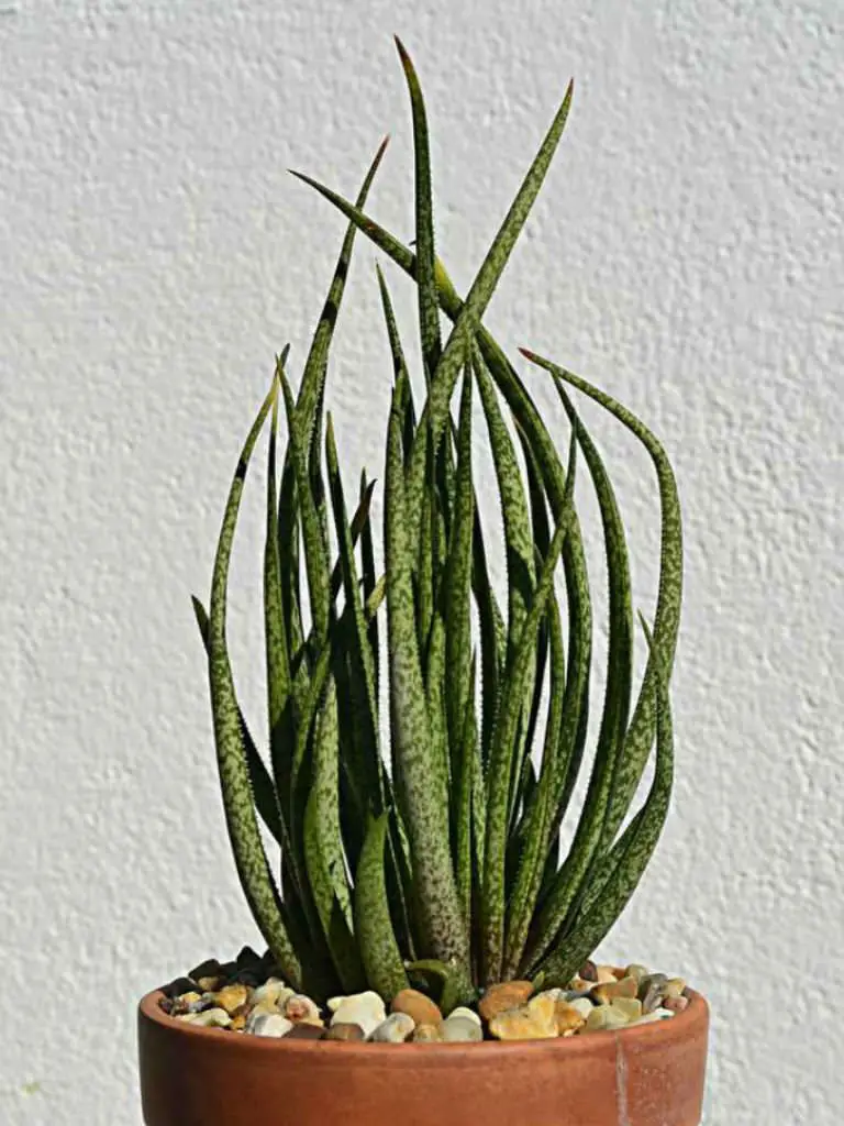 Babosa Aloe Albiflora