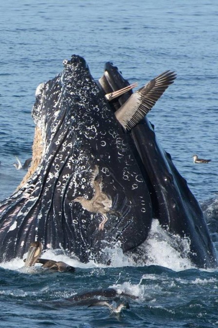 Baleia Abocanha Um Pelicano