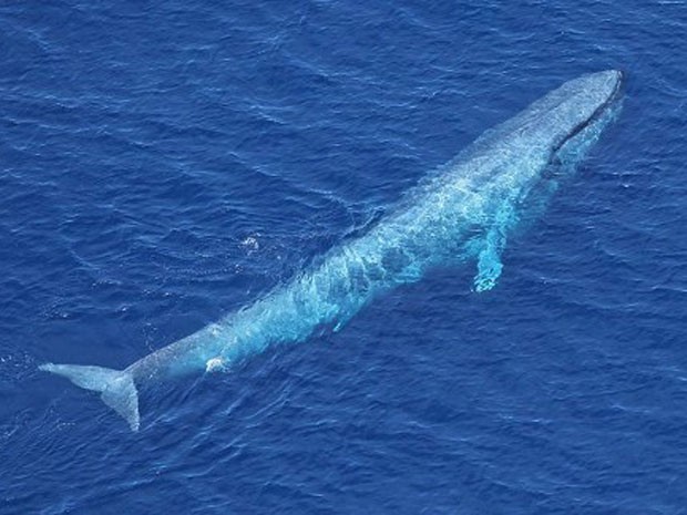 Baleia Azul 